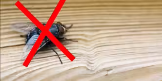 Mosca pousada em um pedaço de madeira